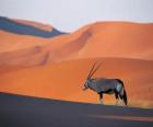 Грант газель с длинными рогами в дюнах пустыни
